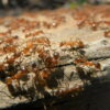 Ant Poop Fertilization