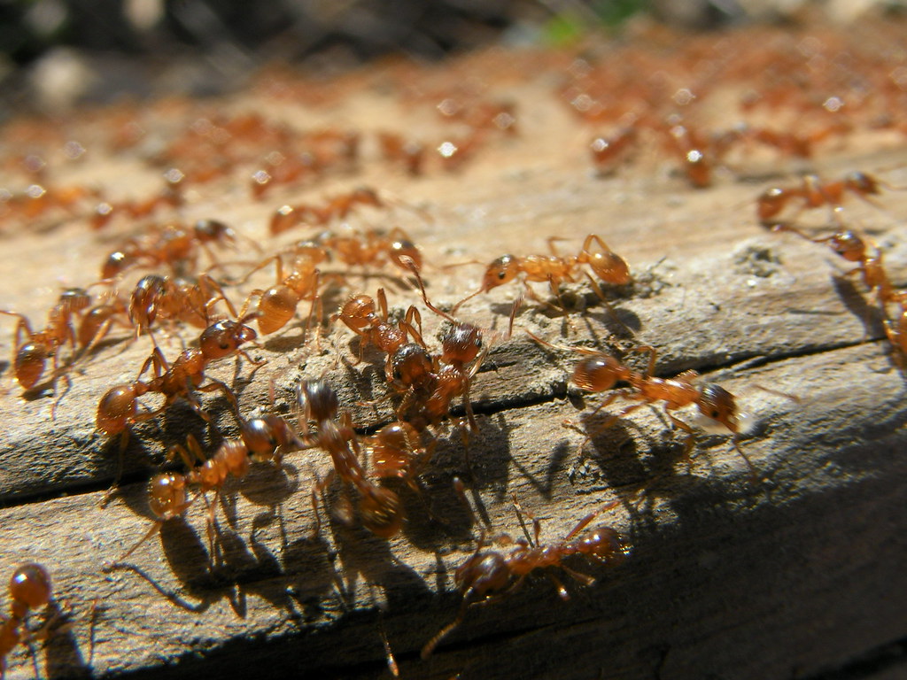 Ant Poop Fertilization