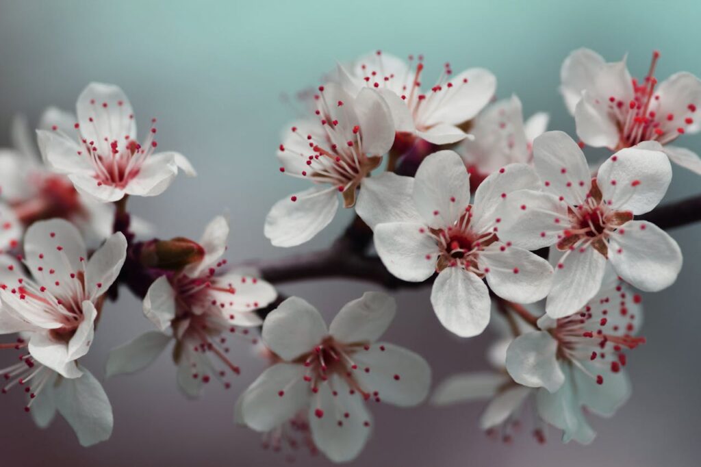 types of flower
