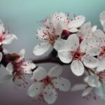The Language of Lilies: Meanings Behind Every Petal