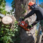 Sydney Tree Removal for Pools and Gardens: What Are the Rules?