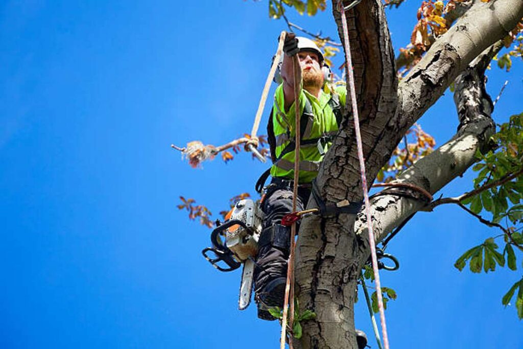 Tree Removal Services Sydney