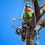Tree Removal Services Sydney: How Long Does the Process Take?