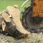 Does Stump Grinding Sydney Fully Remove Tree Roots?